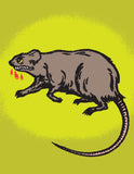 Rabid Rat